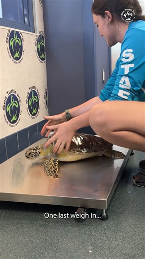 Since May, Waterloo has been on a remarkable journey of treatment, surgery, and extra care. Now, this resilient patient is almost ready for release—soon heading home to the bay! | Sea Turtle, Inc