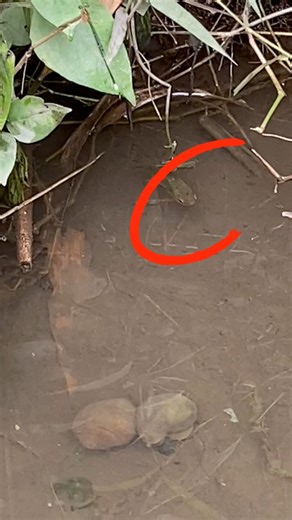 32K views · 587 reactions | Betta Farm Thủ Đức on Reels | Facebook