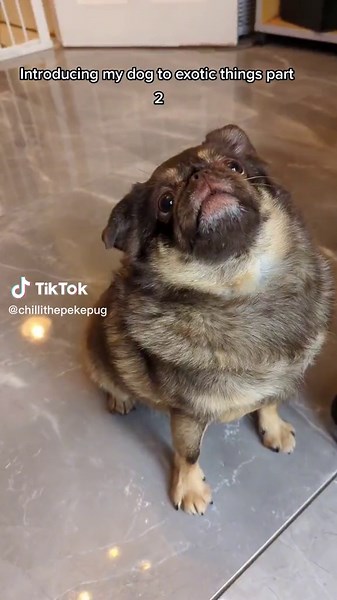 Introducing My Dog to Exotic Things - Funny Pug Videos