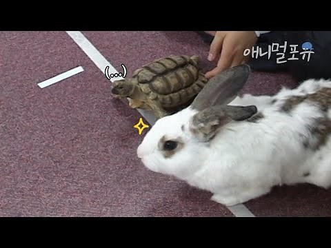 토끼와 거북이가 진짜로 경주를 하면 누가 이길까? ㅋㅋ🐇 l KBS 주주클럽 060416 방송