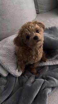 An 8-month-old Maltipoo's cute reactions to other animal sounds