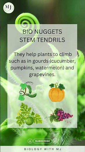 Stem Tendrils | Modifications of Stem | Morphology of Flowering Plants | Bio Nuggets #biology #neet