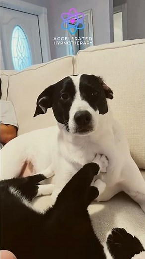 Theta Brain Wave Therapy with A Kitten Who Thinks It's a Dog!