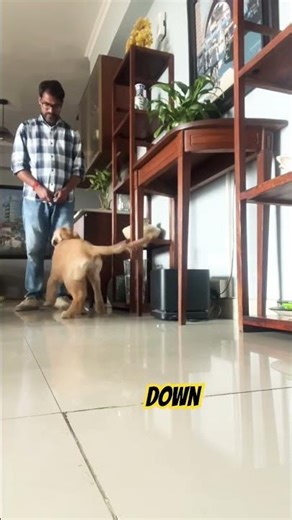 3 Month Old Golden Retriver Puppy Basic Obedience Training #dogreels #pets #dogcoach #traineddogs