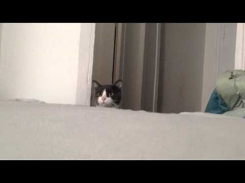 Funny cat video - the Cutest cat PEEK A BOO!