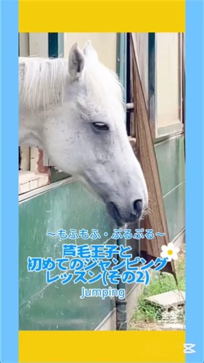 【Jumping ASMR】芦毛王子と初の障害飛越レッスン#２〜もふもふ・ぷるぶる〜 #乗馬 #馬 #ASMR #咀嚼音 #jumping #映像詩 #VitaeMemorialStable