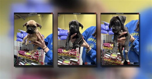 Man abandons puppies at Monroe County pet shop, police say