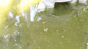 Rescuing pet fish hiding in a filthy abandoned fountain