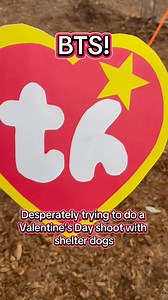 3.8K views · 115 reactions | Behind the scenes at our “th Adoptable Doggies” photo shoot. We can’t wait to share the photos! | The Humane Society for Tacoma & Pierce County | Facebook