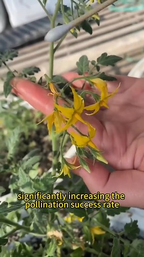 How to pollinate tomatoes correctly? #garden #gardening #gardeningtips #gardenhacks #gardentok #gardening101 #gardentiktok #plant #plants #planting #plantingtips #planttiktok #PlantTok #PlantLover #planttips #farm #farmer #farming #farmlife #farmtok | Agriculture 1.8