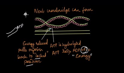 Muscle Contraction (Crossbridge Cycle)