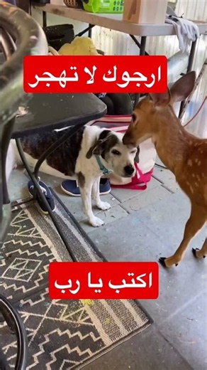 #اكسبلور #سورة_التكوير_بصوت_بشبه_صوت_الشيخ_عبد_الباسط_عبد_الصمد_الله_يرحمه #المصحف