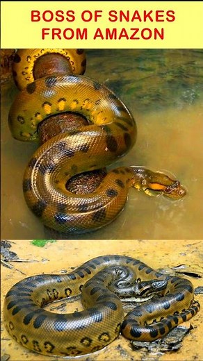 Giant GREEN Anaconda's Crushing Grip on Prey!❓ #shortvideo #ytshorts #viralshorts #greenanaconda