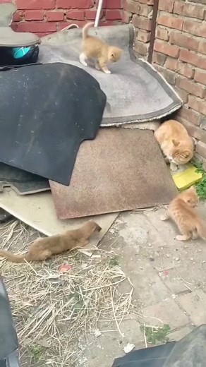 Cat vs Weasel: Who Would Win in a Battle of Predators?