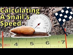 Measuring a Snail's Speed