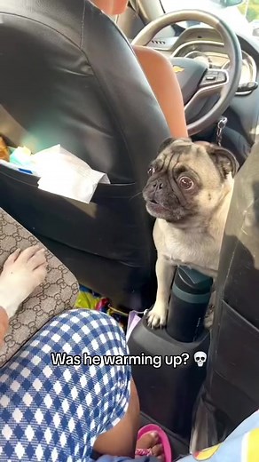 “Hold me back, hold me back!” 👹 (@Manuel Samaniego) #dog #dogsoftiktok #angry #pug #funny #comedy