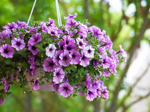How To Plant, Grow And Care For Petunias - Bunnings Australia