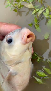 It’s not a carp! These guys are native species to the U.S. | The Fish Whisperer