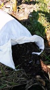 2.5K views · 79 reactions | Banana content to eat your data  The plantation seems healthy, do not fuss about the mess it looks to be in, I like the chaos. If anyone feels the need to donate a handful of sheep so I can do weeding feel free  #zambianfarm #zambianbanana #zambiansilvopasture  | Green Lid Enterprises | Facebook