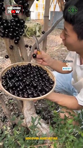 This is jaboticaba fruit tree, a unique and lesser-known fruit native to Brazil. Often referred to as the "Brazilian grape tree," jaboticaba stands out not only for its unusual growth habits but also for its exceptional taste and nutritional benefits. Jaboticaba (Plinia cauliflora) is a small, evergreen tree that can reach up to 15 meters in height. What sets this tree apart is its peculiar way of bearing fruit directly on the trunk and main branches, a phenomenon known as cauliflory. The fruits