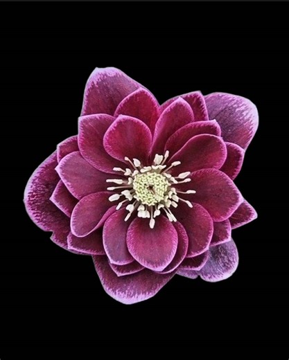 Hey Mickey: An Engaging Song Overview