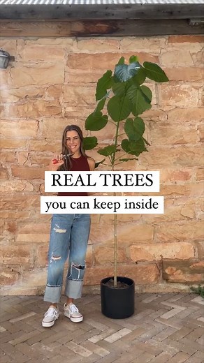 Happy Happy Houseplant🪴Mandi Gubler on Instagram: "Ditch the fake plant! Here are 6 real trees that make great houseplants: 1. Fiddle Leaf Fig - She’s popular for a reason! Just look at those pretty leaves. Comment FLF to get my fiddle care guide so your plant is set up for success. 2. Ficus Umbellata - If you love the look of a fiddle but want to try something different, give an Umbellata a try! They are a little more thirsty, but oh so gorg! 3. Natal Mahogany - A great plant to get if you’ve 