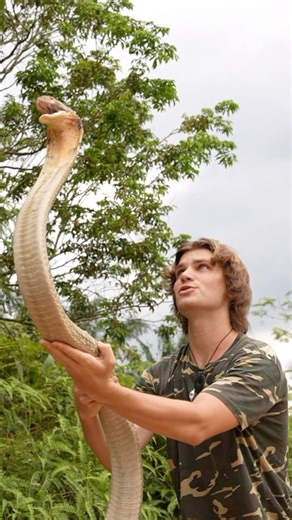 Miller Wilson on Instagram: "The world’s largest venomous snake, the King Cobra. 🐍 Believe it or not, despite its fearsome reputation and iconic status, the king cobra is responsible for fewer than a dozen human deaths each year on average. In contrast, other species like the Russell’s viper, a snake that shares much of the same habitat, kill as many as 20,000 people annually. However, a serious bite from a King Cobra of this size could require over 100 vials of antivenom to save my life. In co