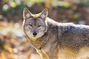 Signs a Coyote Has Rabies and What to Do If Bitten by One