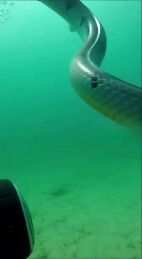 Diver’s Camera Glitches as Massive Sea Snake Passes By 🐍🌊
