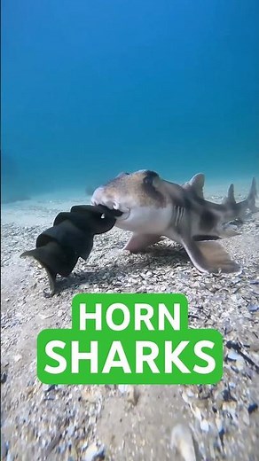 Horn Sharks and their amazing eggs. #animal #facts #wildlife #shark #ocean #oceanlife