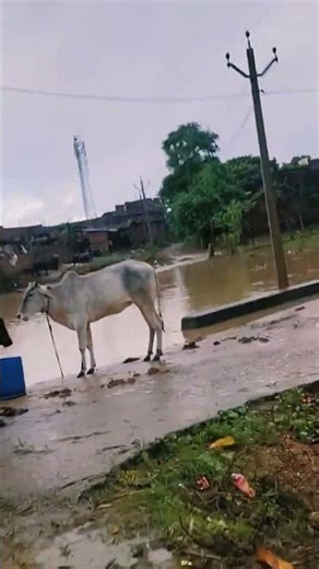 😭😭😭😭😭😭😭 Viral #viral #funny #viralshort