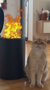 3.7K views · 40 reactions | This Cat Has Officially Had Enough of Human Nonsense!  | Meow-some | Facebook