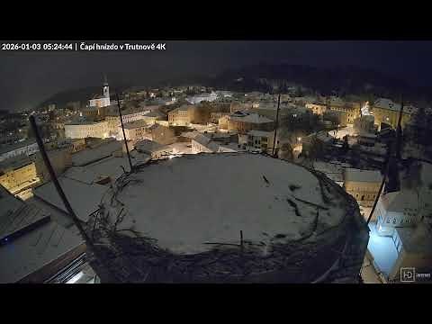 Živě z čapího hnízda na pivovarském komíně v Trutnově