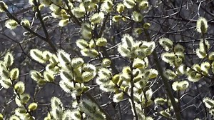 自然 春天 树木 - Free video on Pixabay