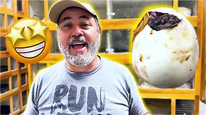 Join me on this incredible animal adventure as I hatch some of the rarest baby pythons you’ll ever see! In this video, we take you behind the scenes of the hatching process, sharing fascinating facts, close-up footage, and unforgettable reactions as these exotic reptiles come to life. Whether you're passionate about reptile care, interested in animal education, or just love cool animal moments, this video has something special for you. These rare python hatchlings are not only stunning but also 