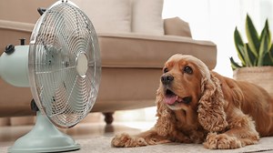 Nine signs of heatstroke in dogs during warm weather, vet reveals
