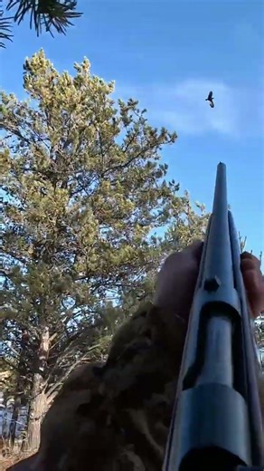 Crow hunting with bolt action shotgun!! #crow #hunting #outdoors #deer