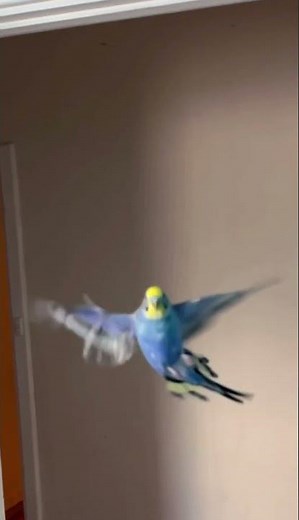 Budgie flying around corner - slow motion