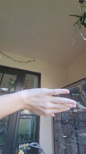 #cockatiel_tame #ndmbirds | NDM birds