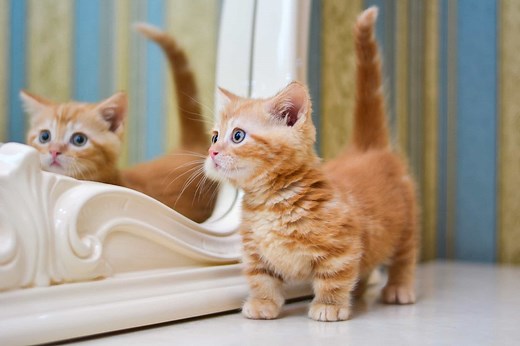 9 Best Munchkin Breeders (2025): Our Top Picks!