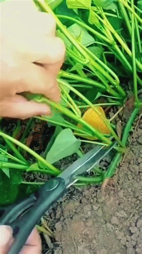 Precision Sweet Potato Vine Cutting: Professional Seedling Preparation 🚜🌱💥