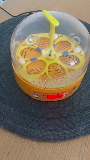 Incubating Budgie Eggs: Essential Tips and Techniques