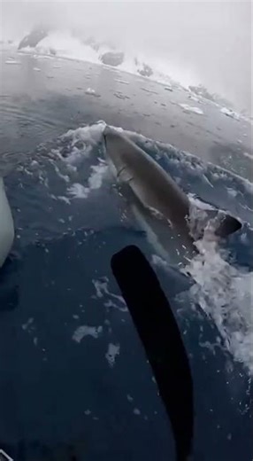 Penguin vs. Shark… Until a Hero Shows Up in a Kayak.