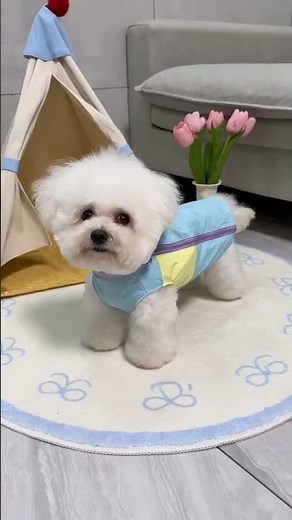 🐶 Best Summer Hack for Dogs! Cooling & Waterproof Vest ❄️ #pet #doglover