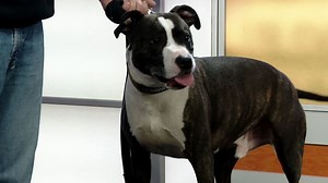 Mutt Strut: rescue dogs to help abused animals