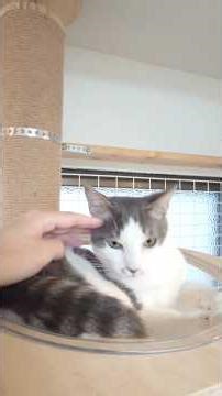 The affectionate student Ryo's paws are so cute even through the glass.