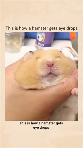 this is how a hamster get angry 😭 #reels #youtube #shorts