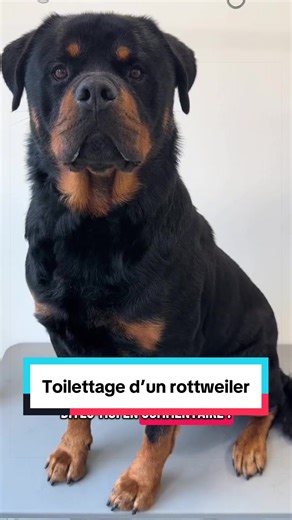 Toilettage d’un Rottweiler : Techniques et Conseils