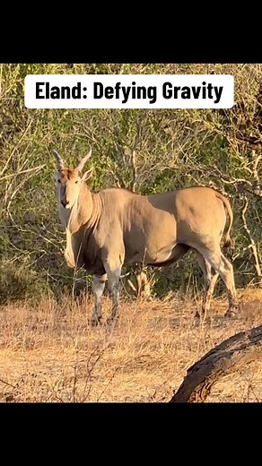 Elands are full of surprises. They may be Africa’s largest antelope — with some bulls tipping the scales at nearly 1,500 pounds — and they’re also considered one of the continent’s slowest antelope species. But don’t let that fool you. These gentle giants hide a secret superpower: they can jump like Olympic athletes. Tuli wilderness is a bit different than many private game drives. The area is so large with so few vehicles that animals are NOT accustomed to people. Sooo, they don’t always stick