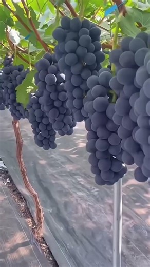 Very good grape picking with careful harvesting technique